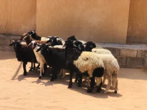 السلام عليكم عدد10 فيهم 7خرفان و3فطايم