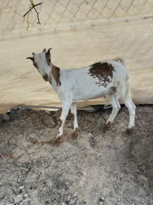 للبيع تيس وبكره العدد 2