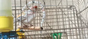 طيور كنار للبيع او للبدل