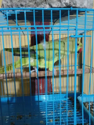 بغبغاء دره اقر الوصف