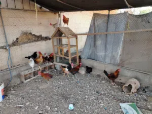 ديكا عمانيات صغار سن