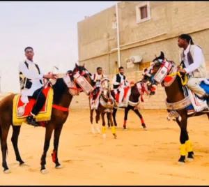 خيل حصان خيل