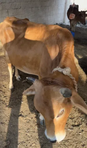 ابقار عمانية