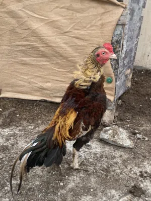 طير للبيع ماشاءالله طير ميه عل ميه موقع صلاله
