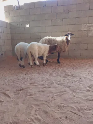 نعجة ثومية تحتها خروف وفطيمه...