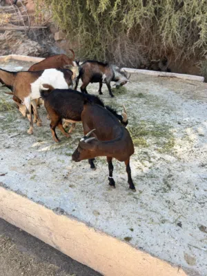 للبيع الغنم الصلالي الفاخر