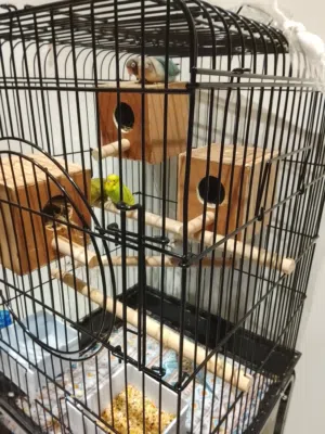 عصافير للبيع