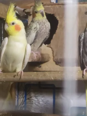 Birds1