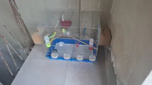 عصافير حب جوزين التواصل واتس الرقم مفصول