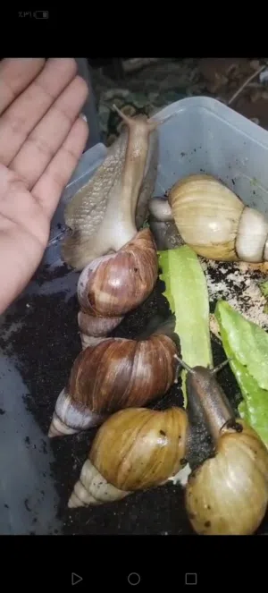 حلزون افريقي عملاق