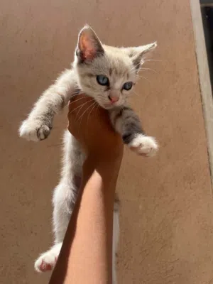 قط للتبني العمر شهرين و نص
