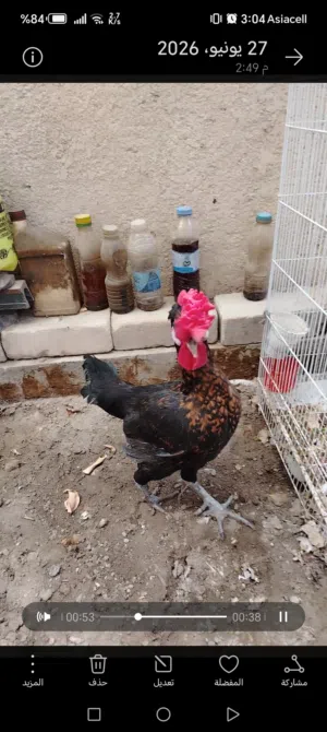 ديك اسباني