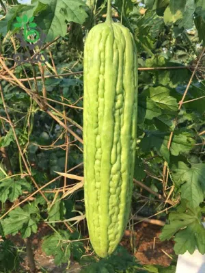 خيارایرانی كبير وعصيري