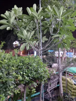 landscape maintenance and construction