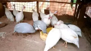 دجاج حبشي أو الفرعوني