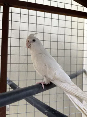 ببغاء كوكتيل اليف للبيع