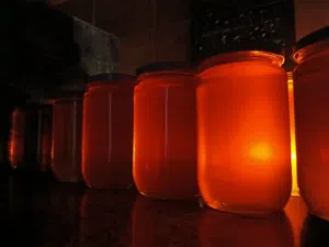 عسل السدر الصحراوي البلدي