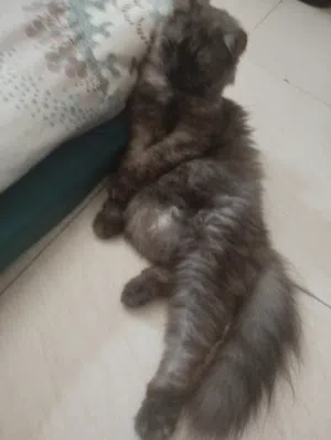 mix breed mama cat for sale