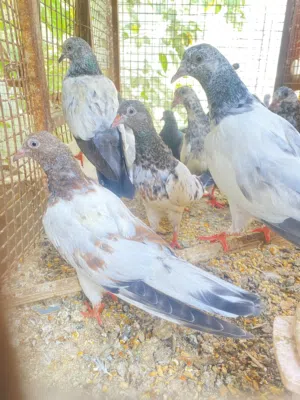 فروخ بكستانيه مطيار