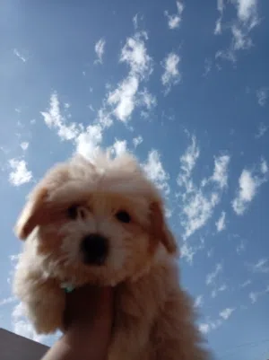 كلب زينه تيرير