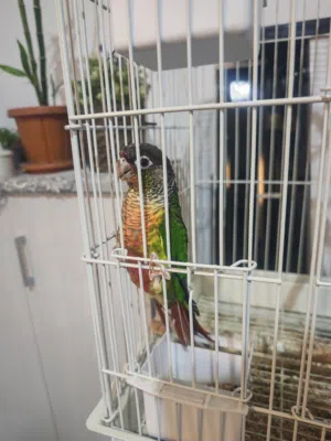 صن كونيور جرين شيك sunconure green cheek