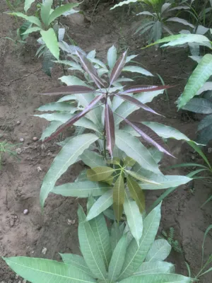 متوفر بعض من أصناف المانجو تركيب على اصل محلي صنف قراط صنف مليكا صنف برماسي صنف لانجرا وغيرها متوفره