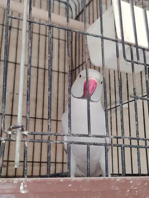 Parrots3