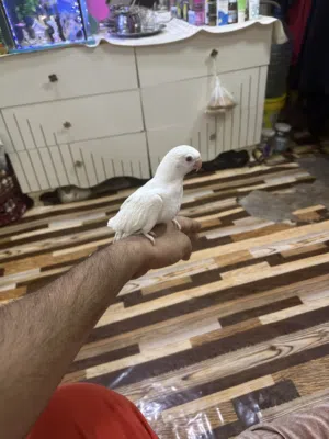 السلام عليكم متاح دره هندي ابيض نقي عين حمره الطير امحجل عراقي