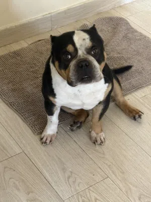 American bully tri color pocket