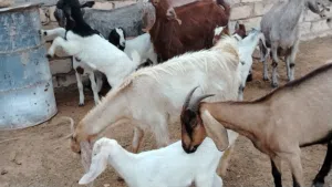 6 معزات هجين ربي يبارك  فيهم زوز توميات و4 فراديات  تحتهم 5 اعنايق و3 جديان ذكور راويات ربي يبارك سن