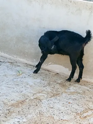 Goats1