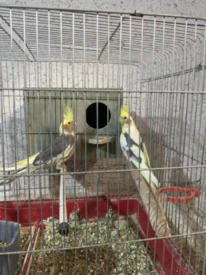 جوز كوكتيل للبيع بصلاة على النبي حط سعر بحق الله وتعال شيل والشرا ان. شاءالله ما بقصرش معه