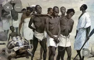 سلاحف للبيع رخيصة زيهم