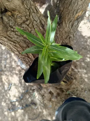 حبق ما شاء الله طول 43 عدد 50 الكيس دينارين الدير الشرقي