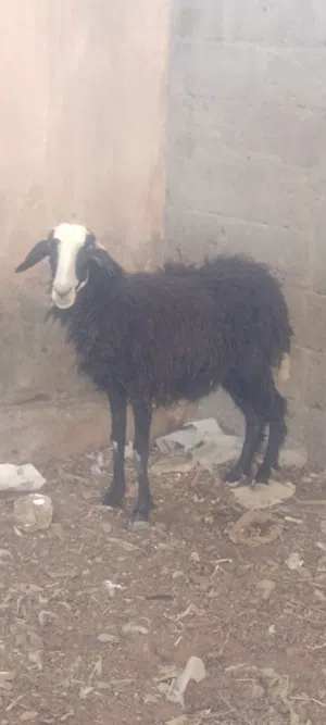 للبيع جاعده تهجين نجدي عماني