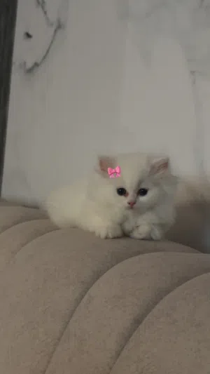 للبيع 2 كيتن توأم
