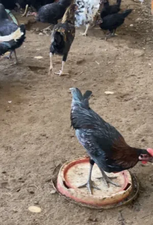 دجاج عماني دياكا حجم كبير 2.500 عمر 11 شهر