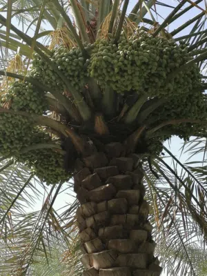 نخيل نَوع خلاص لطنا