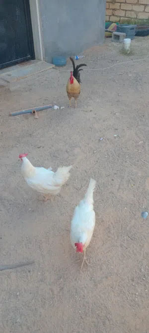 للبيع معا بعض 5 اطروف