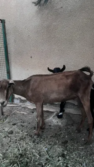 للبيع شاه صلالية الحجم الكبير تحتها تيس