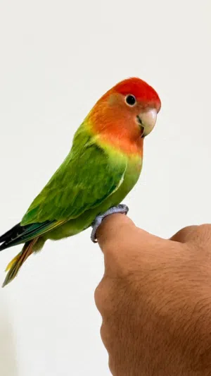 للبيع Love bird اخضر
