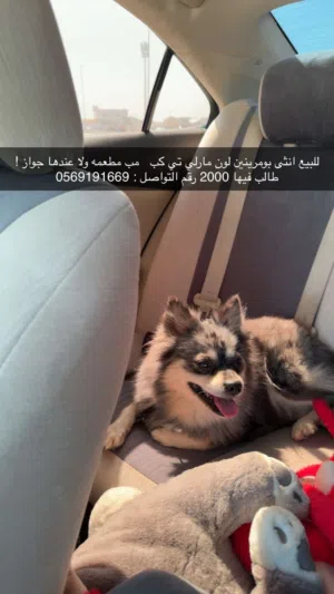 بومرينان انثى