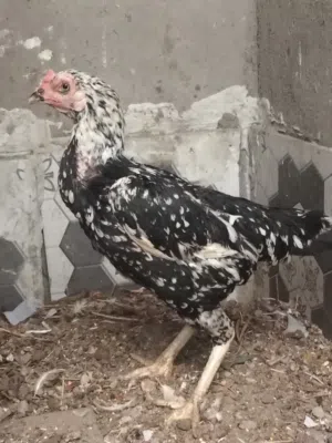 دجاجه هراتي