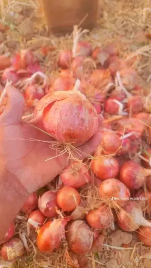 بصل احمر يمني حضرمي رقم واحد حجم كبير وعمر طويل ونكهة غنية