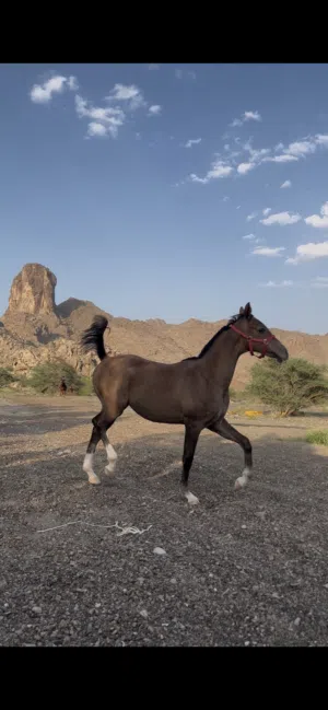 مهر عربي أصيل العمر 8 شهورر من سلالة طيبه