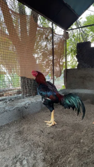 ديك سندي للبيع او البدل بما يناسب