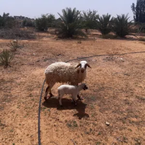 نعجة والدة تحتها حولي