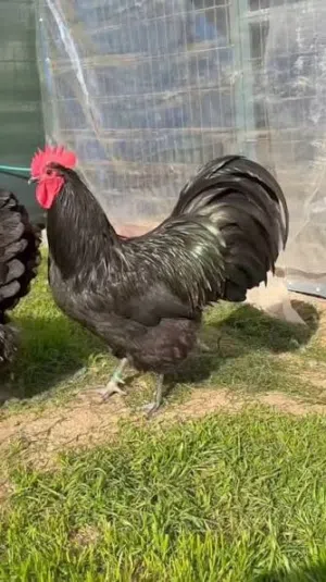 مطلوووووب ديك استرلوب مطلووووب