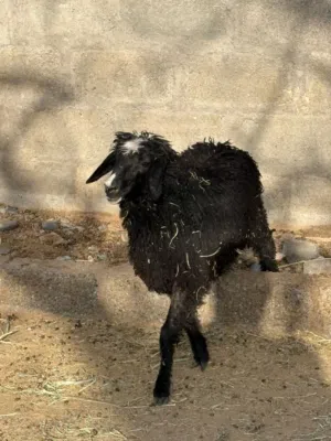 حمله عمانيه