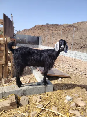 الموقع  بركه الموز